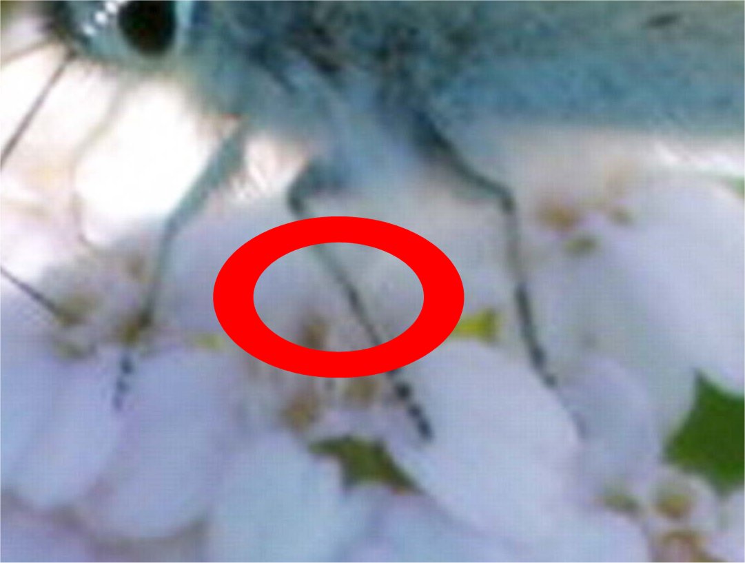 licenidi in accoppiamento